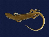 藏品(印度蜓蜥)的圖片